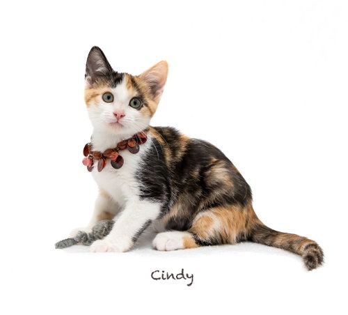 Cindy, a cat for adoption from HSV Animal Welfare League