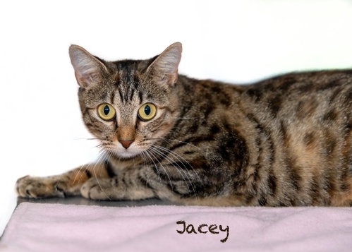 Jacey, a cat for adoption from HSV Animal Welfare League