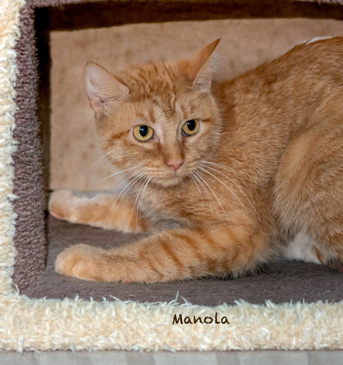 Manola, a cat for adoption from HSV Animal Welfare League