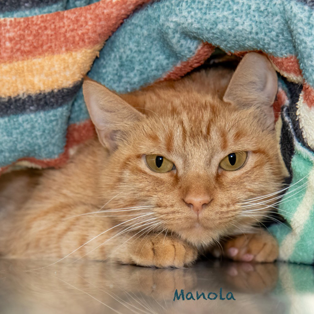 Manola