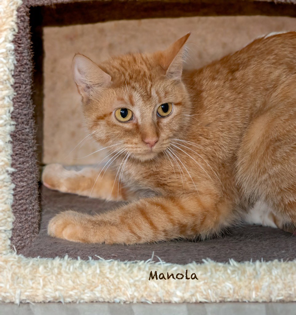 Manola, photo 2