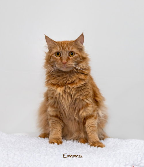 Emma, a cat for adoption from HSV Animal Welfare League