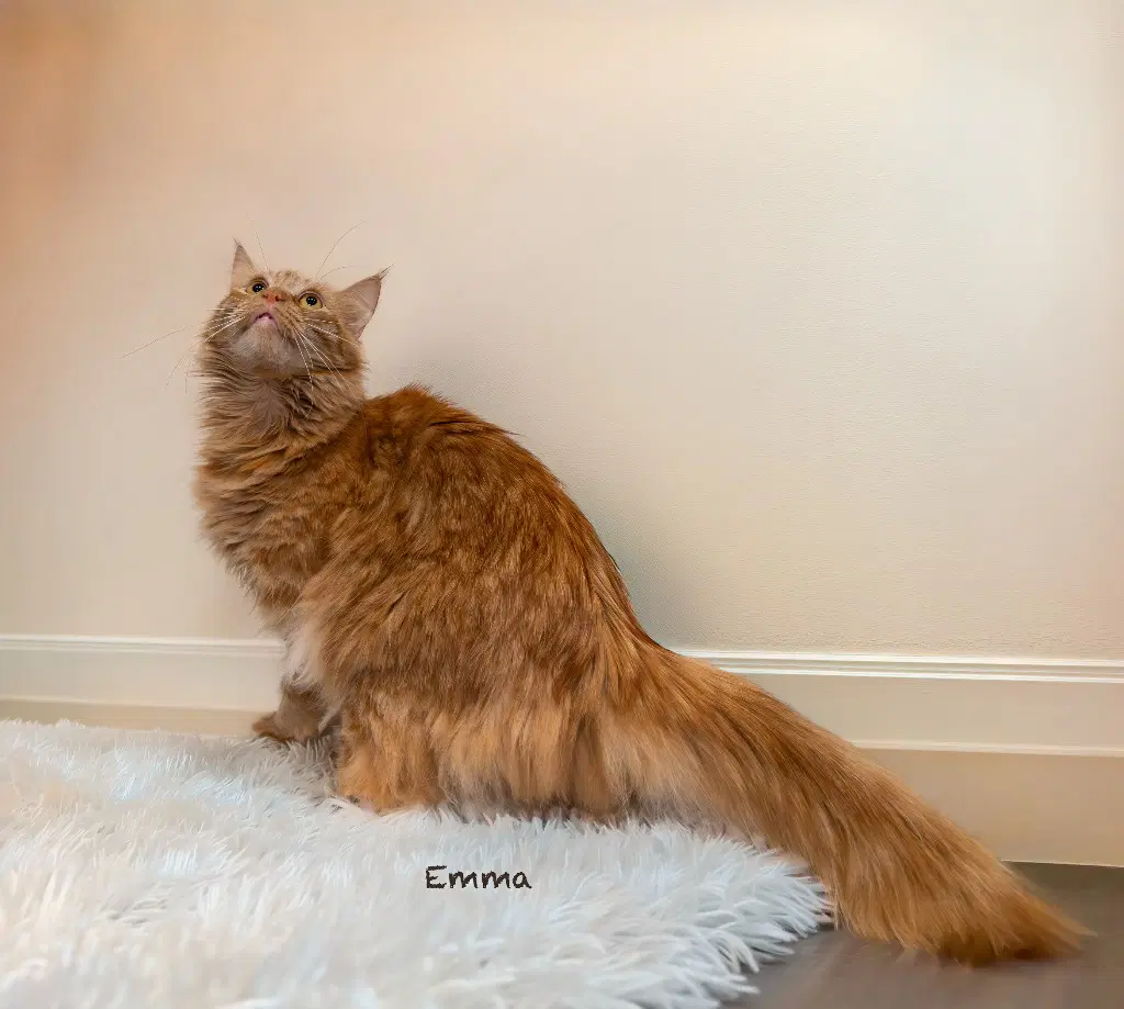 Emma image 2