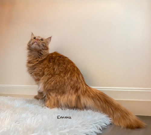 Photo 2 of Emma
