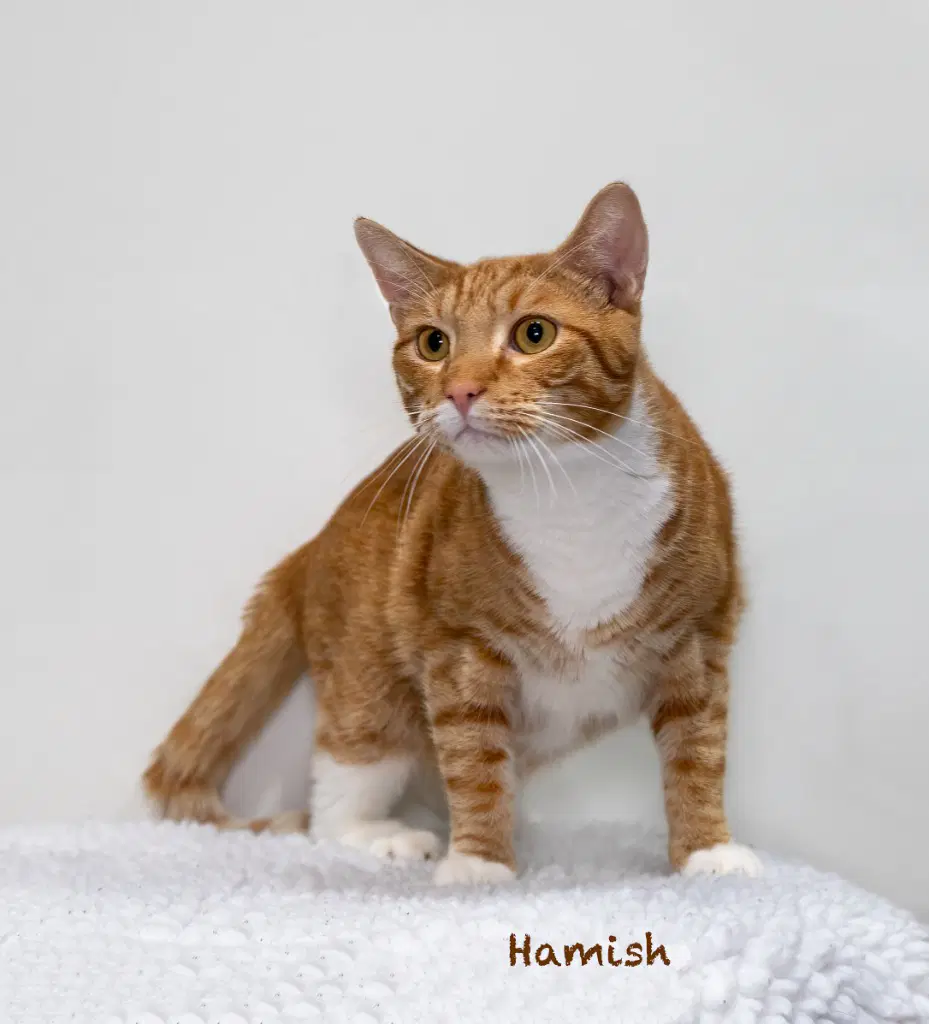 Hamish - Domestic Short Hair