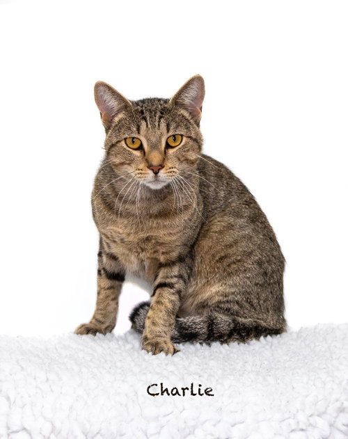 Charlie, a cat for adoption from HSV Animal Welfare League