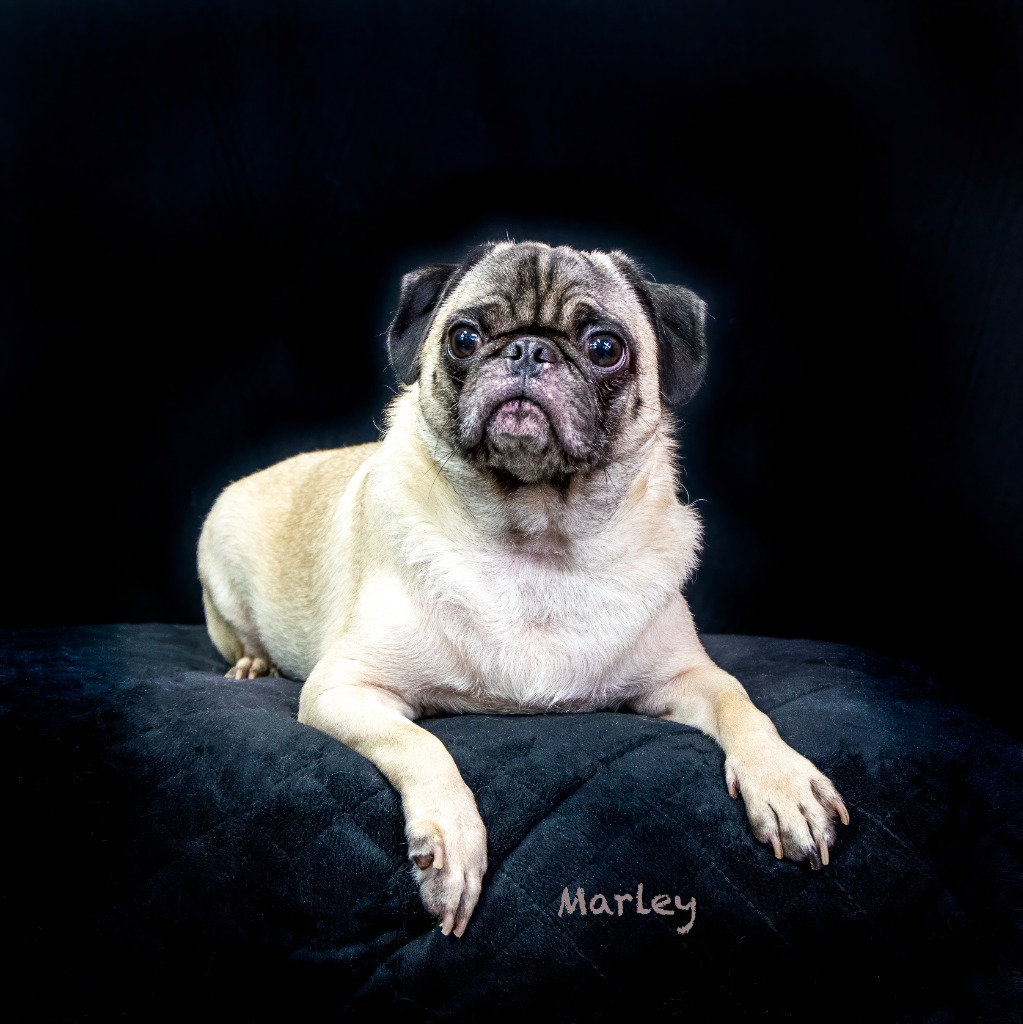 Marley