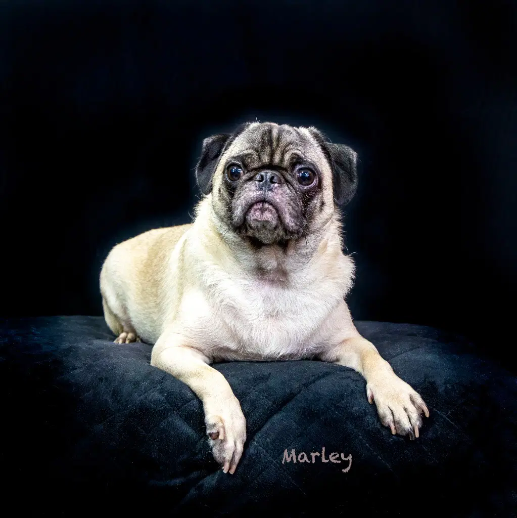 Marley - Pug