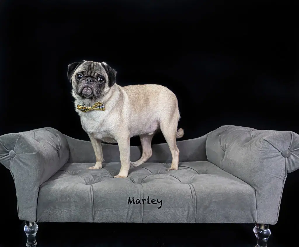 Marley image 2