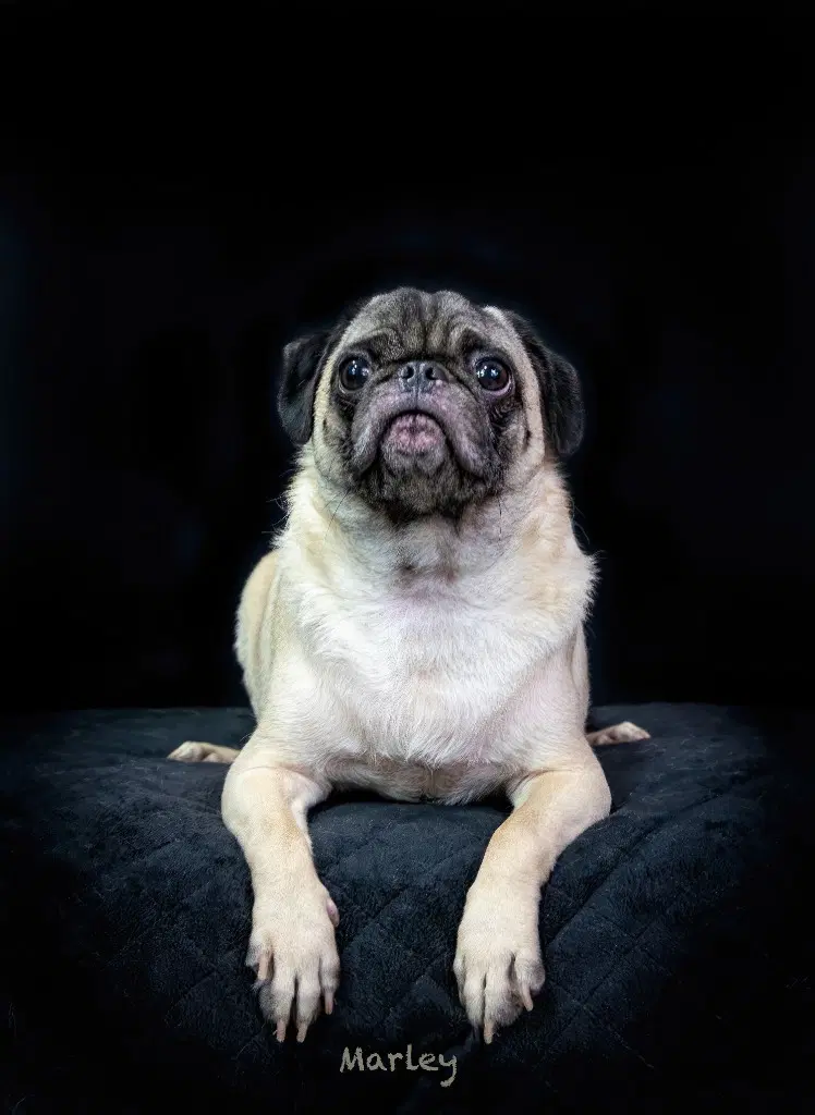 Marley image 3