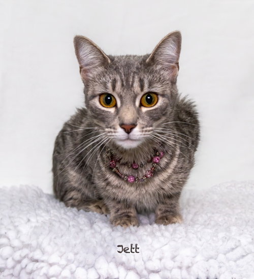 Jett, a cat for adoption from HSV Animal Welfare League