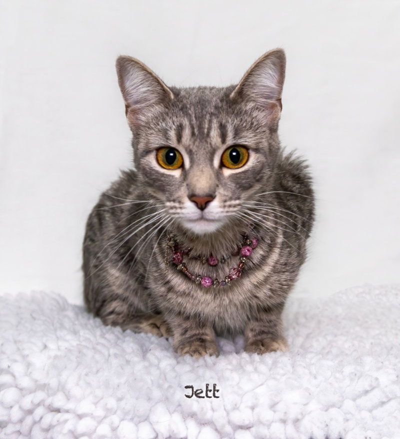 Jett, a young female cat up for adoption