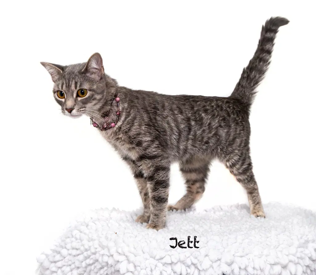 Jett image 2