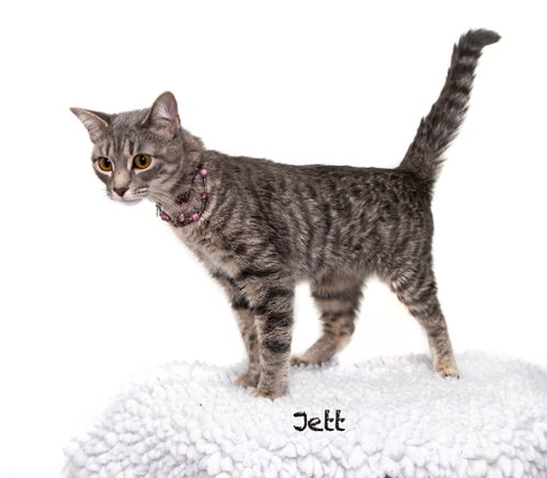 Photo 2 of Jett