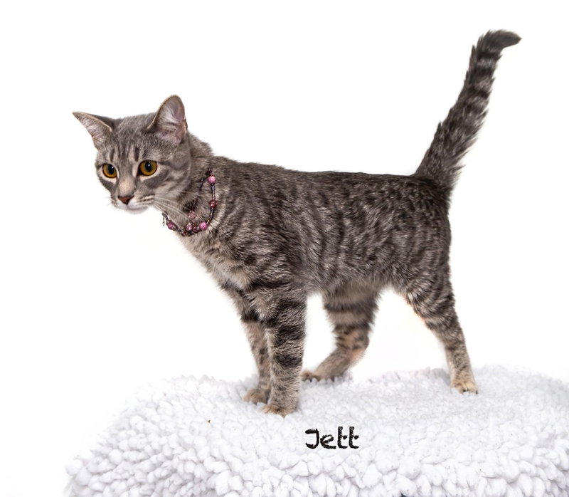 Jett, photo 2