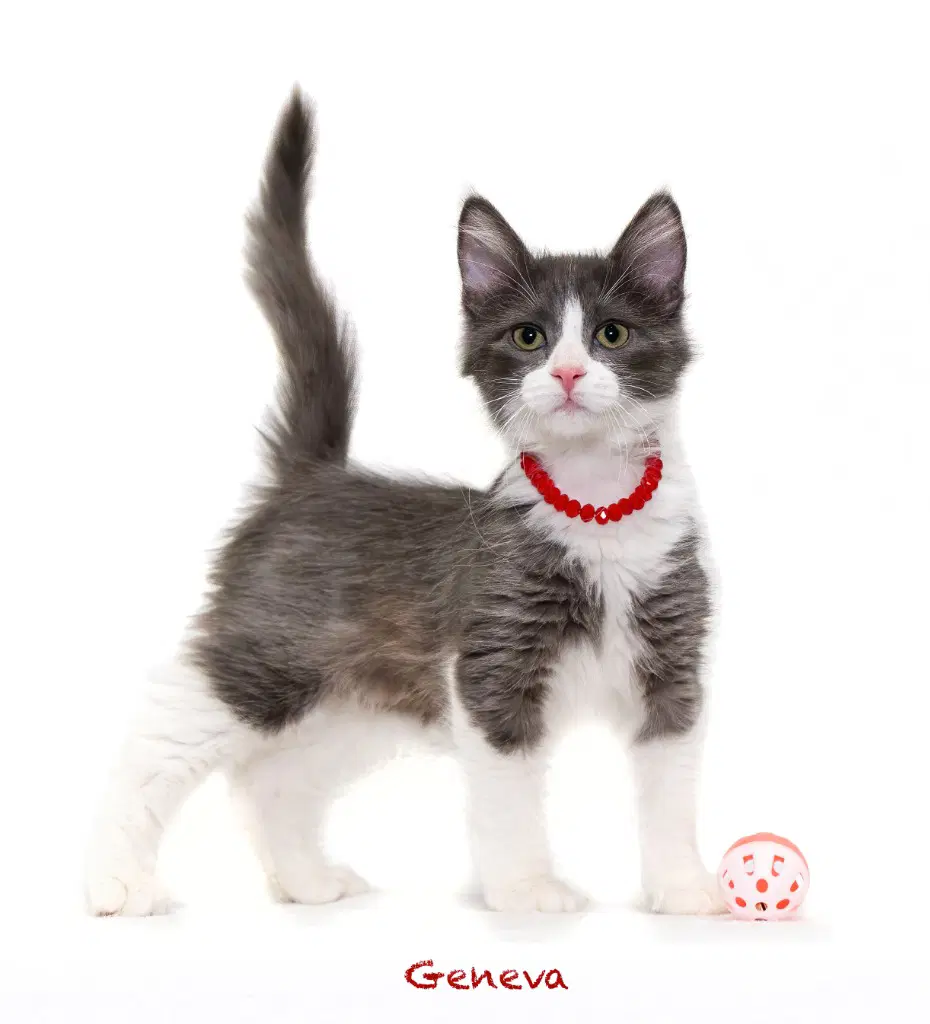 Geneva - Domestic Long Hair