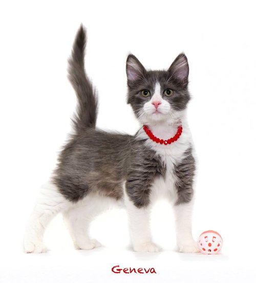 Geneva, a cat for adoption from HSV Animal Welfare League