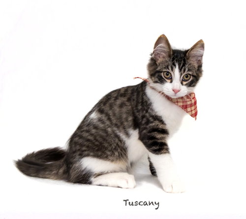 Tuscany, a cat for adoption from HSV Animal Welfare League