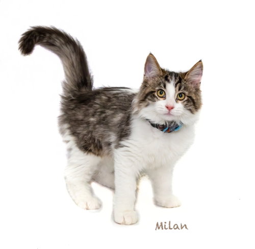 Milan, a cat for adoption from HSV Animal Welfare League