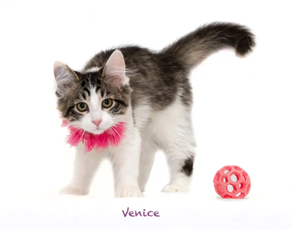 Venice - Domestic Long Hair