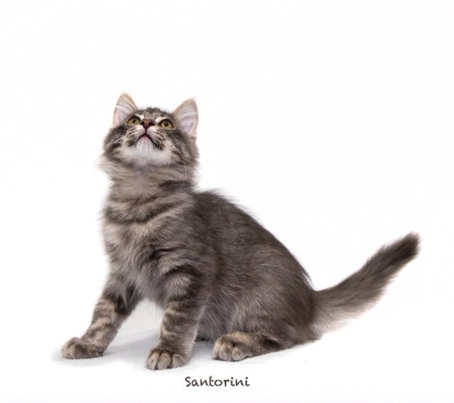 Santorini, a cat for adoption from HSV Animal Welfare League
