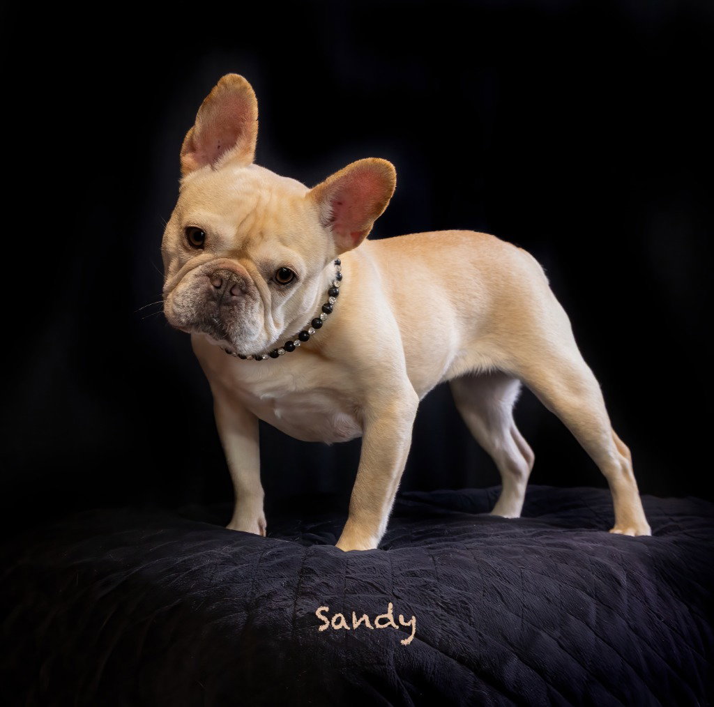 Sandy