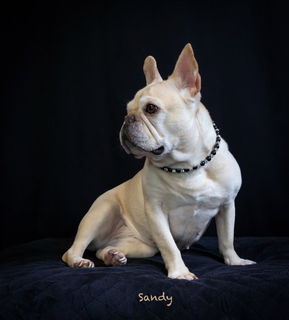 Sandy, photo 2