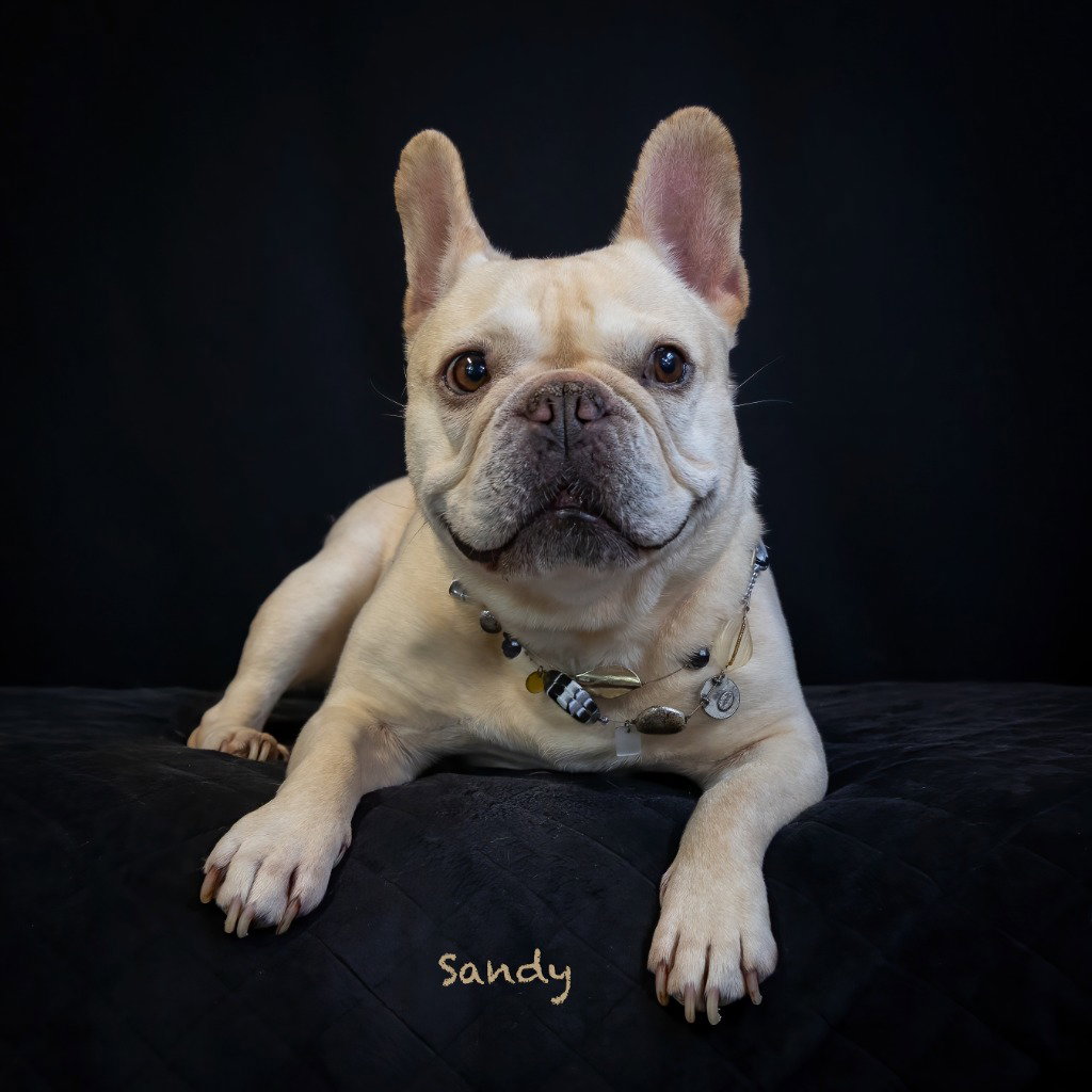 Sandy, photo 3