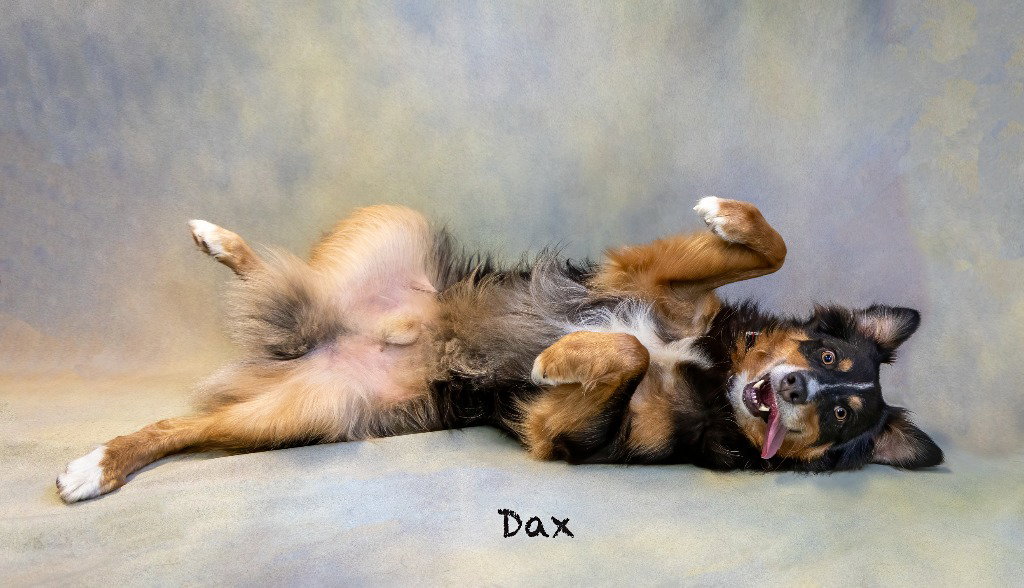 Dax, photo 2