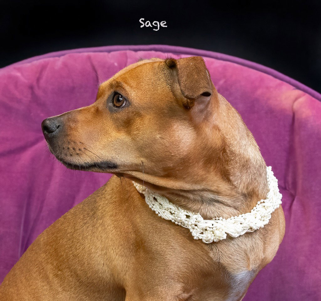 Sage, photo 2