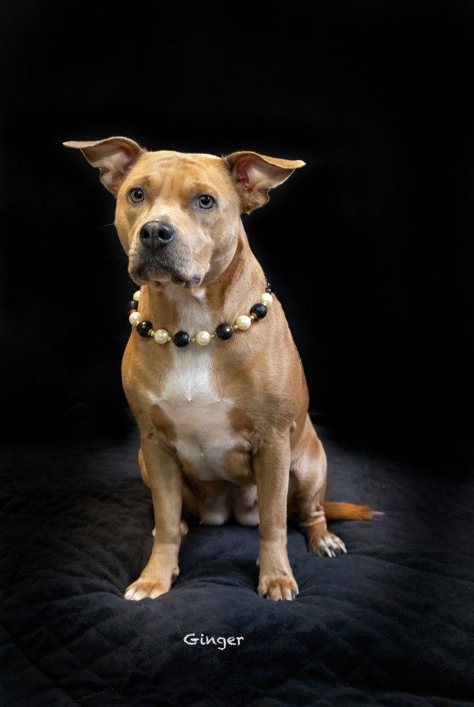 Ginger, photo 2