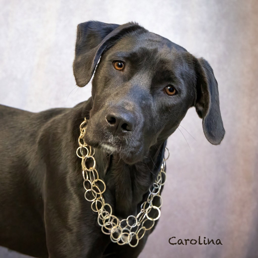 Carolina
