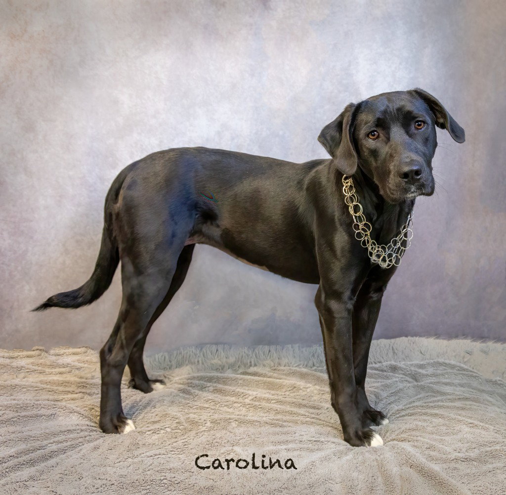 Carolina, photo 2