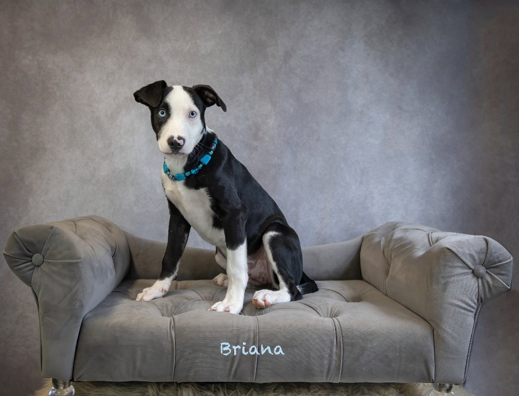 Briana, photo 2
