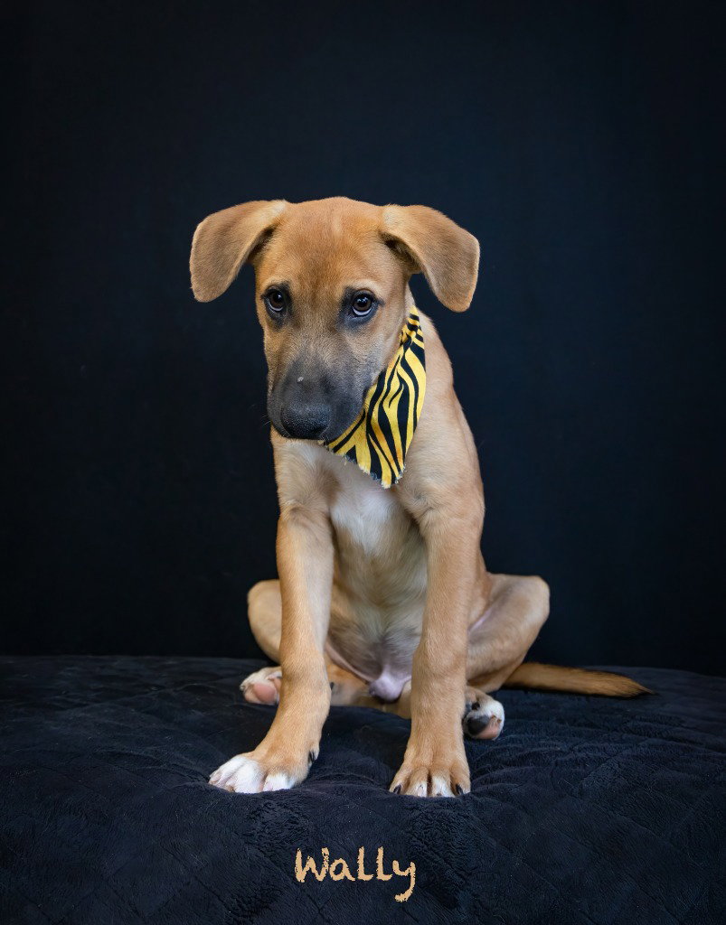 Wally, photo 2