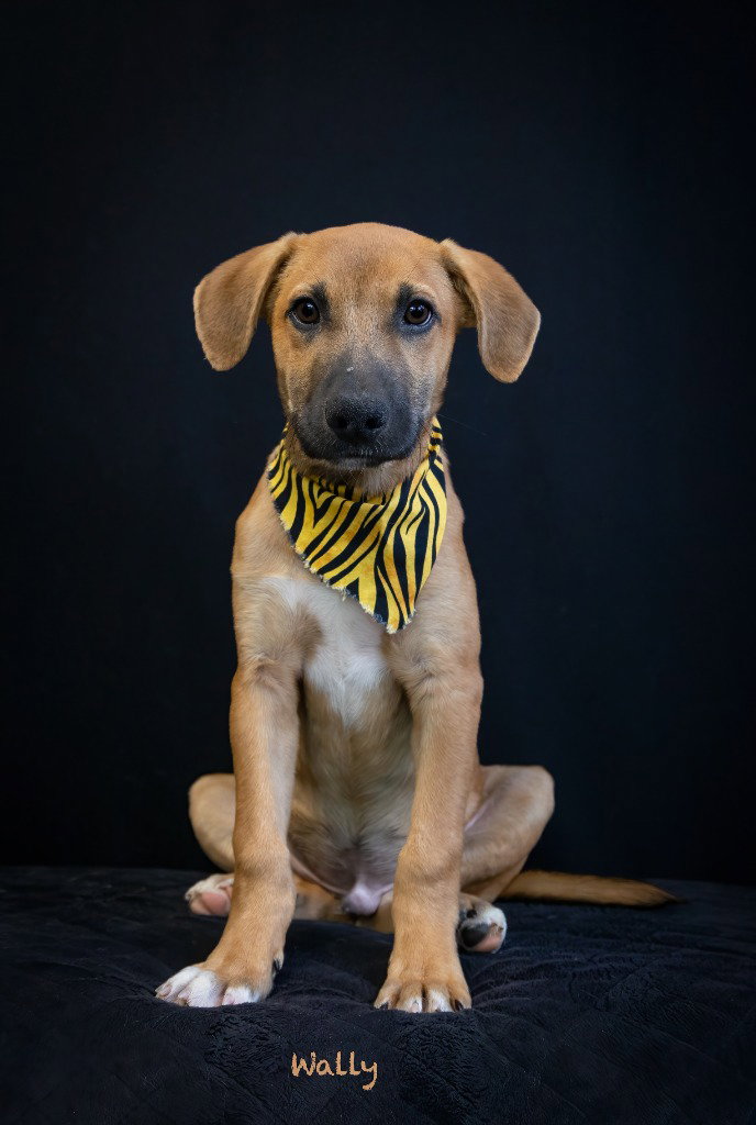 Wally, photo 3