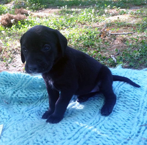 Dolly