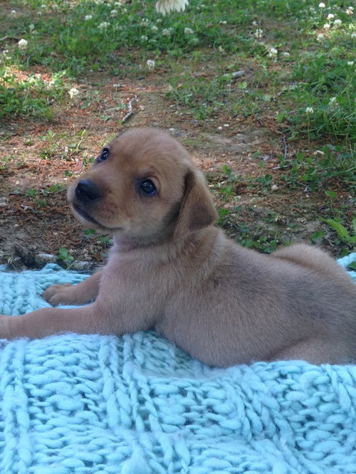 Maple