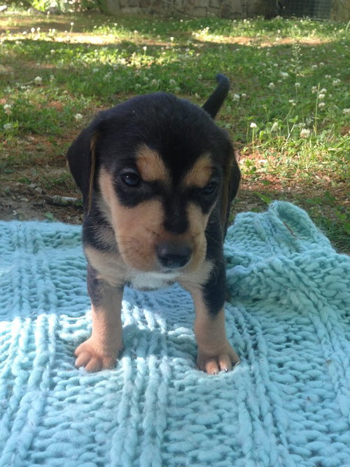 Toby