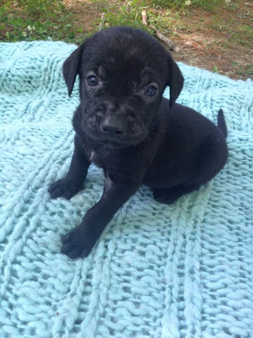 Bruno