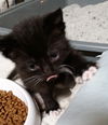 Whisky