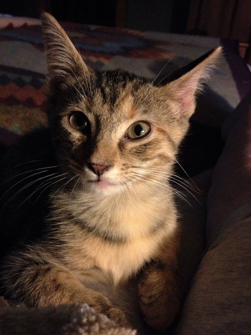 Cosette