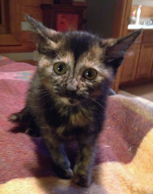Catniss