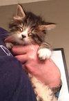 Kitsi