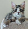 Kitsi