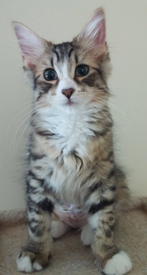 Kitsi