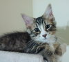 Kitsi