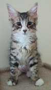 Kitsi