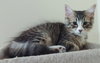Kitsi