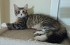 Kitsi